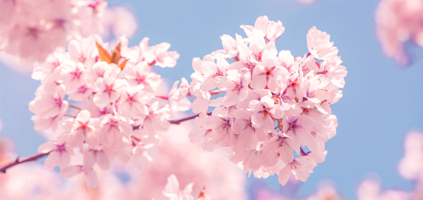 따뜻한 봄을 맞이하여 신라스테이 주변 봄꽃 명소를 소개합니다.