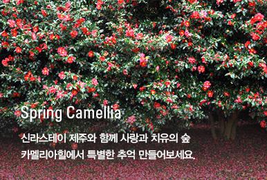 Spring Camellia
